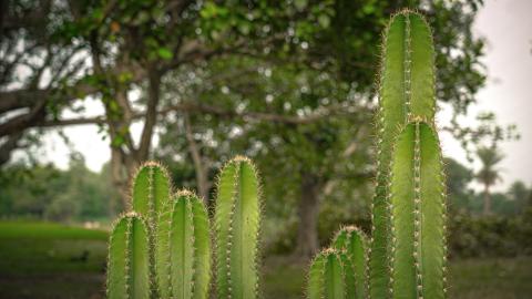 Close-Up of Green Cactus with Spines